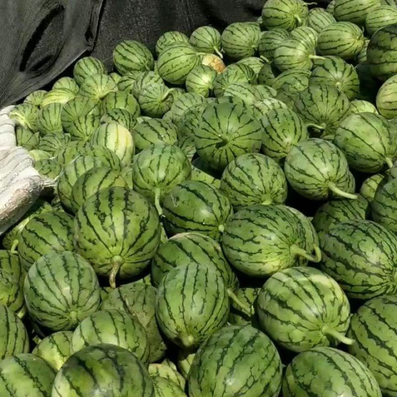 小西瓜，早春红玉，拿比特，小西瓜，早春红玉，拿比特