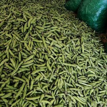 汉中精品蚕豆，新品种胡豆，一手货源，产地直供诚信代办