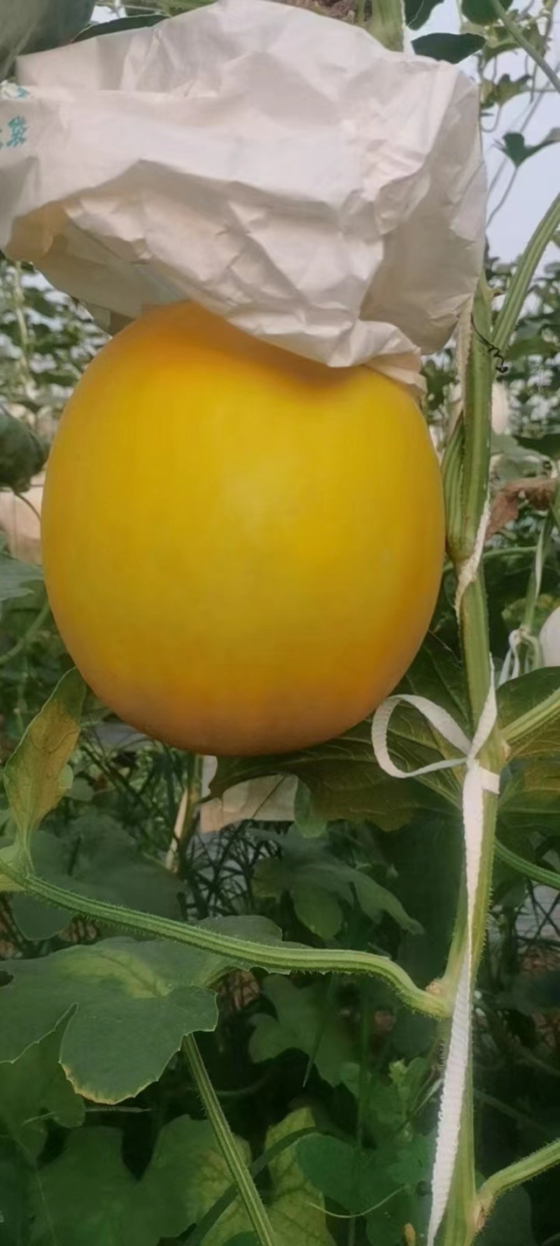 山东五岳独尊黄皮糖度嘎嘎的伊丽莎白久和红瑞一手货源靠谱