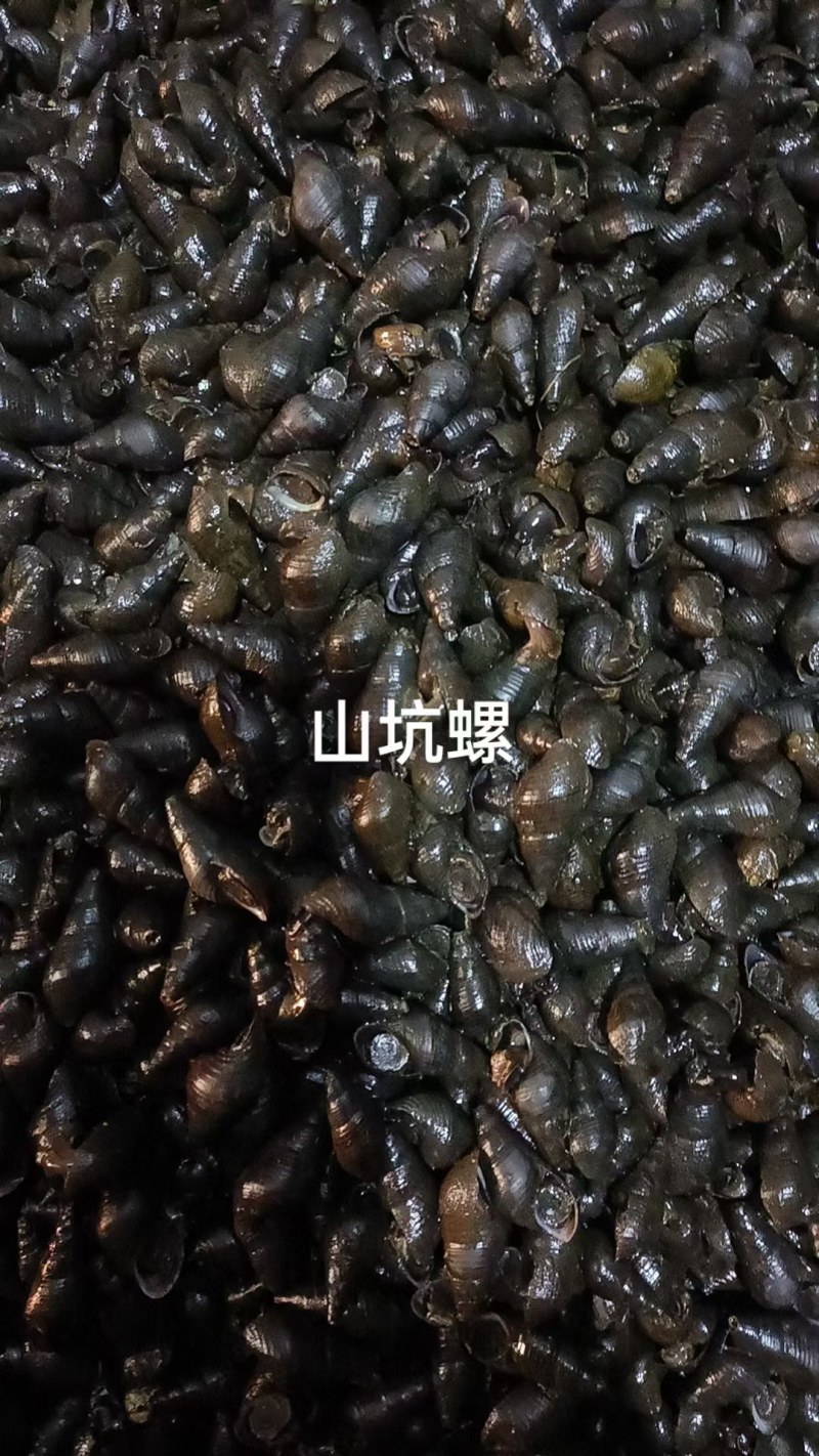 本地山坑螺