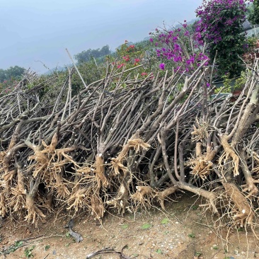 处理出售水红三角梅地桩