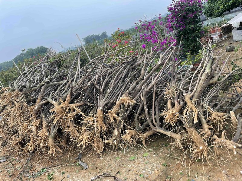 处理出售水红三角梅地桩