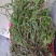 小黄草美花