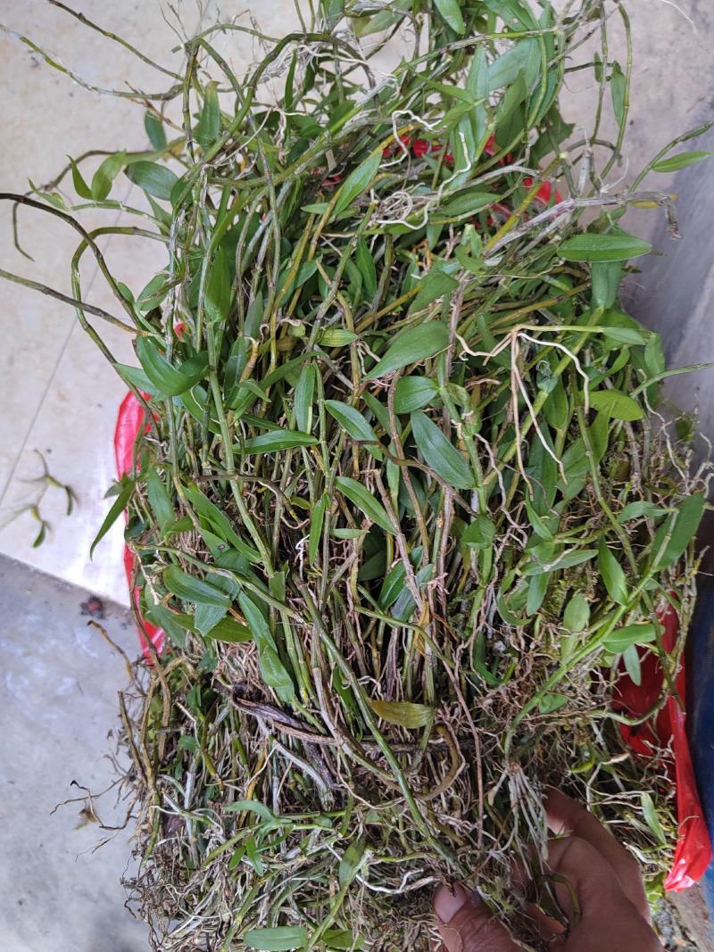 小黄草美花