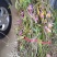 小黄草美花