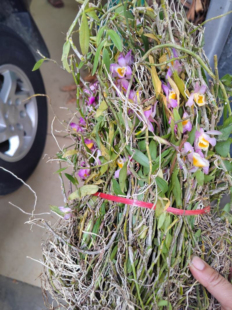 小黄草美花
