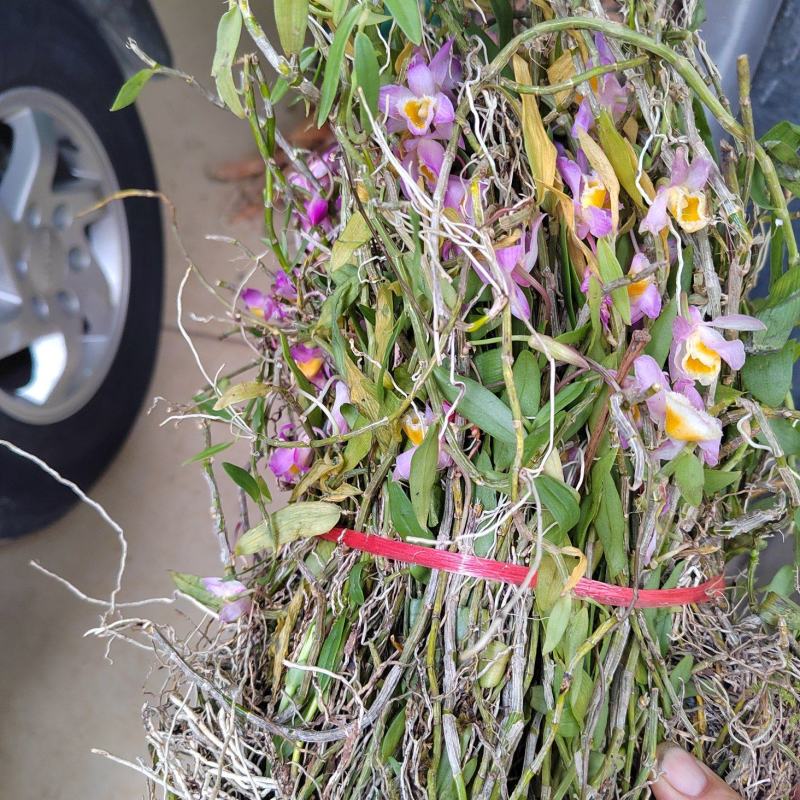 小黄草美花
