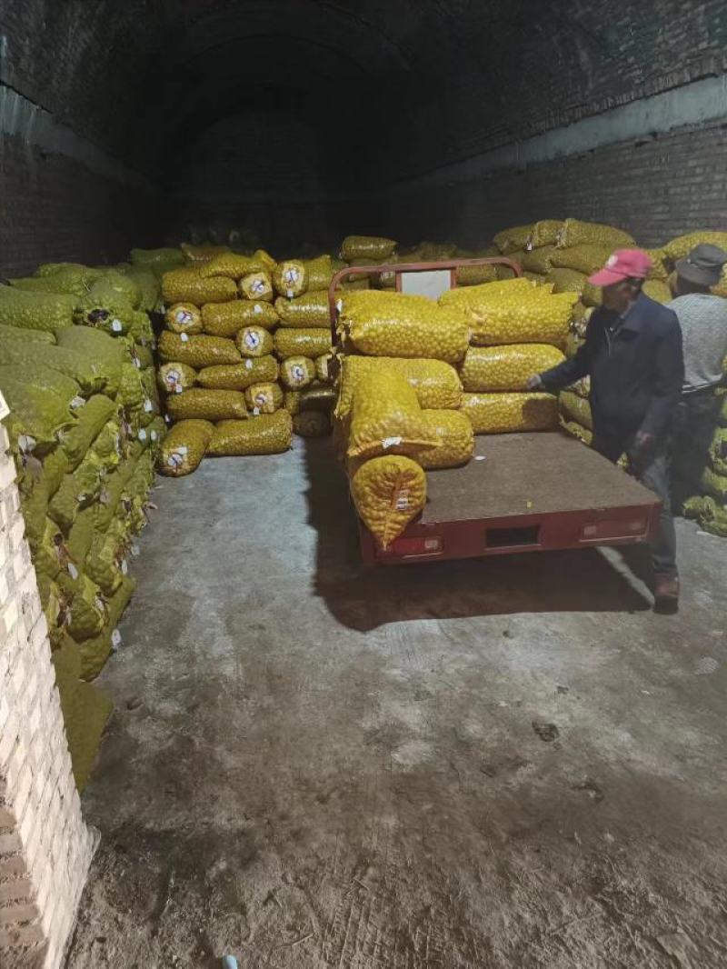 马铃薯种子土豆种子微型薯大量供应，品种纯正，欢迎订购