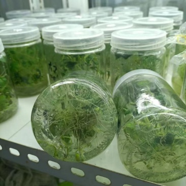 河北马铃薯脱毒苗大量供应，品种纯正，可提供种植技术