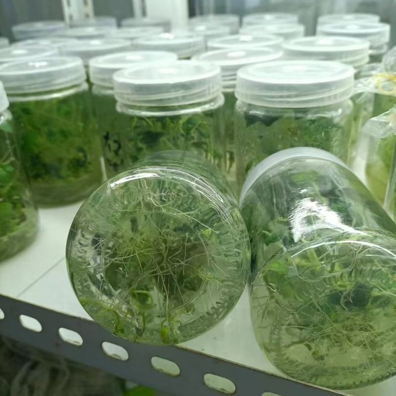 河北马铃薯脱毒苗大量供应，品种纯正，可提供种植技术