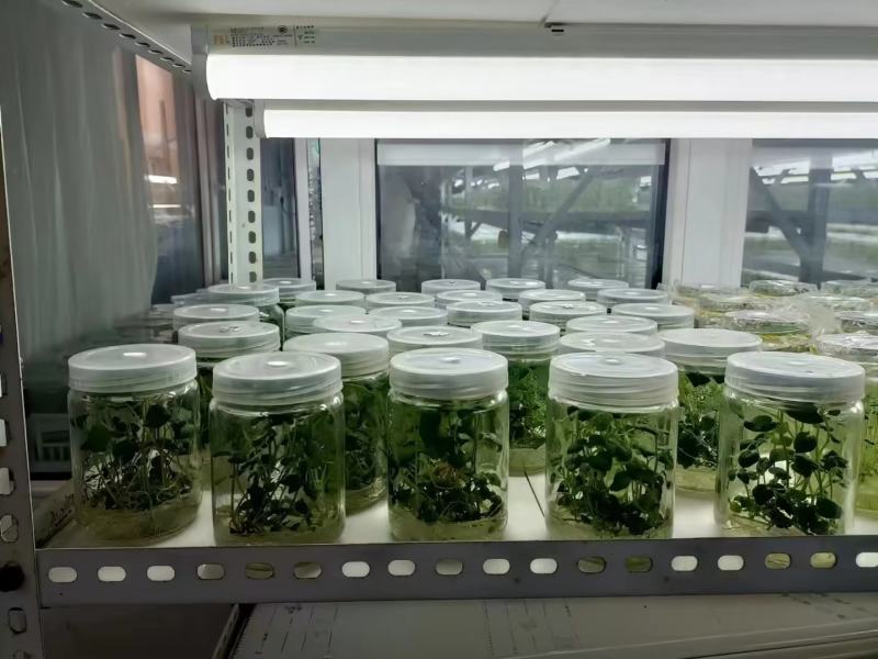 河北马铃薯脱毒苗大量供应，品种纯正，可提供种植技术