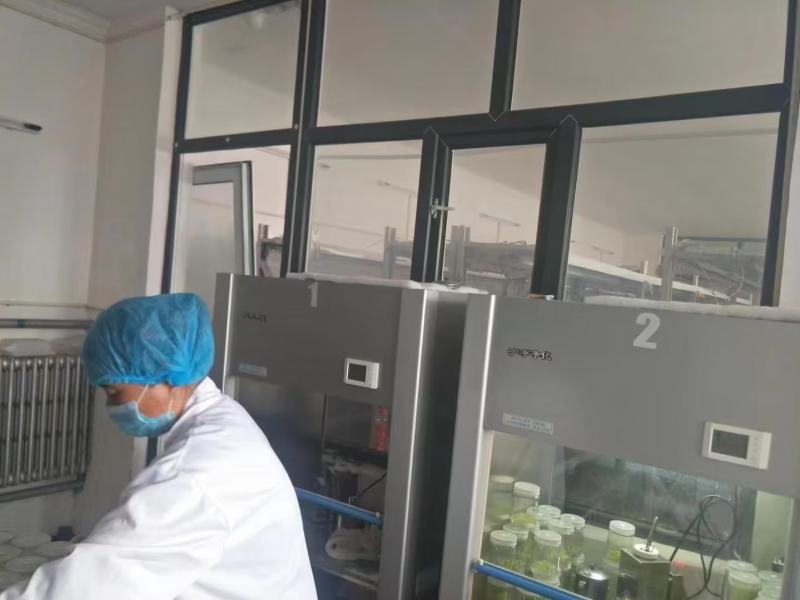 河北马铃薯脱毒苗大量供应，品种纯正，可提供种植技术