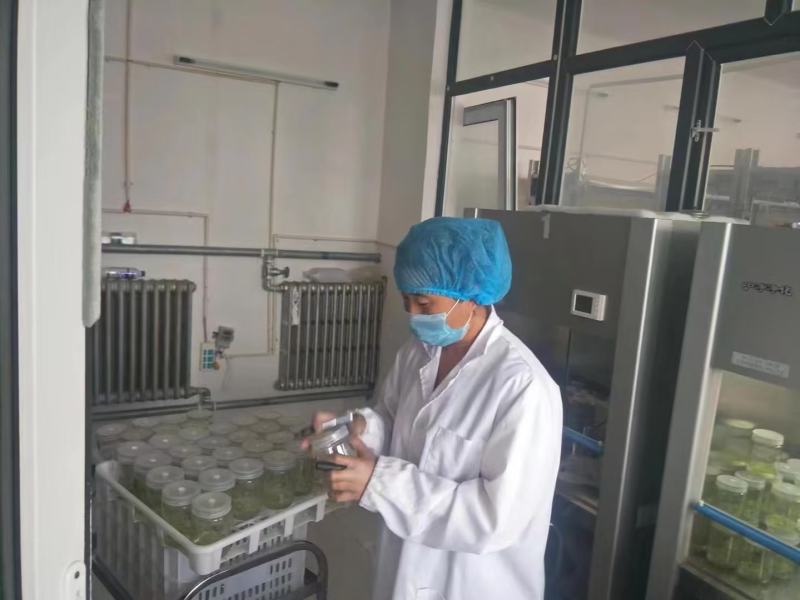 河北马铃薯脱毒苗大量供应，品种纯正，可提供种植技术