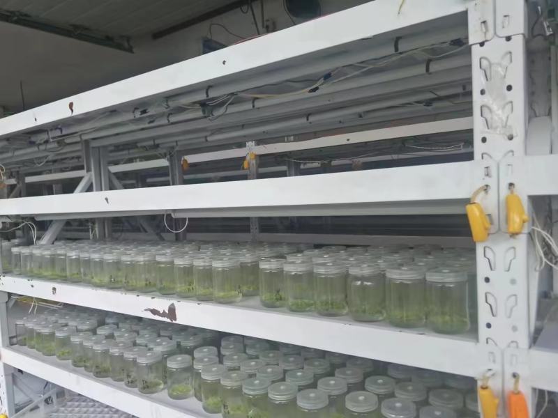 河北马铃薯脱毒苗大量供应，品种纯正，可提供种植技术