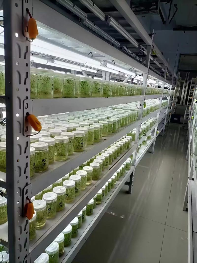 河北马铃薯脱毒苗大量供应，品种纯正，可提供种植技术