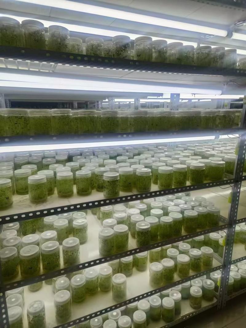 河北马铃薯脱毒苗大量供应，品种纯正，可提供种植技术