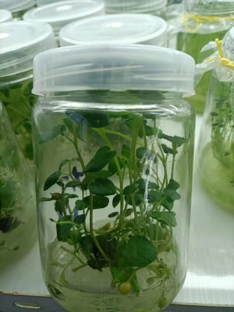 河北马铃薯脱毒苗大量供应，品种纯正，可提供种植技术