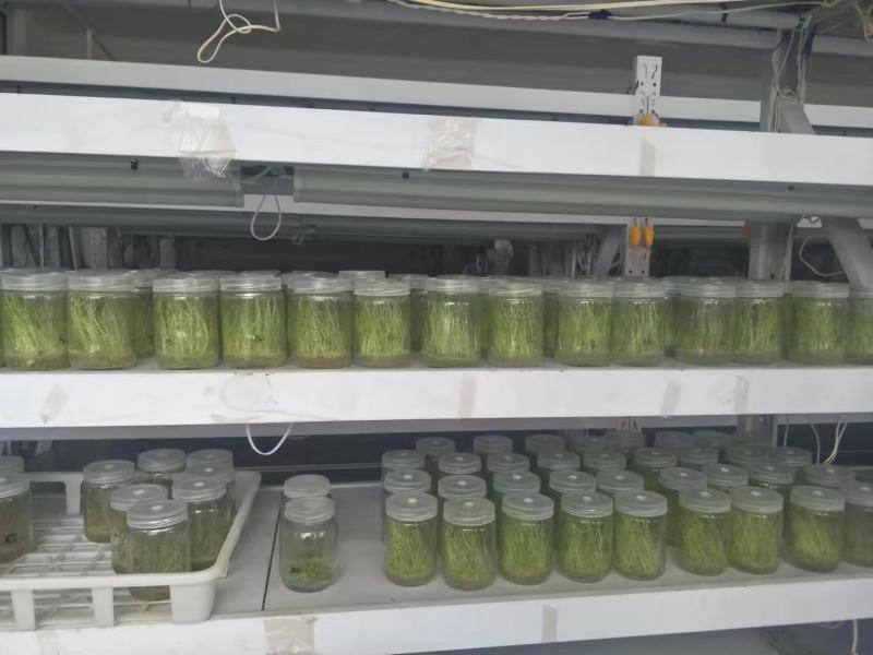 河北马铃薯脱毒苗大量供应，品种纯正，可提供种植技术