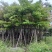 大花紫薇