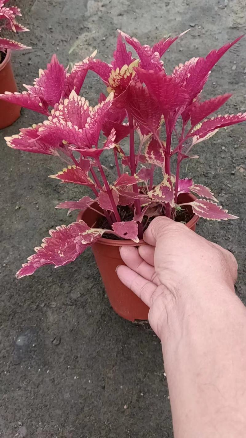 彩叶草