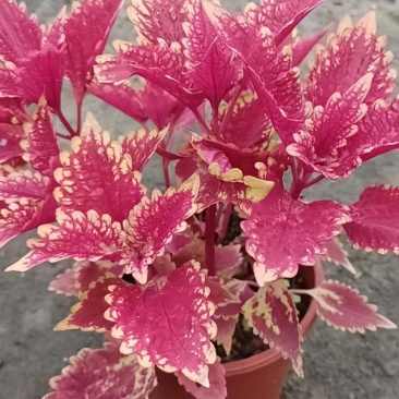 彩叶草