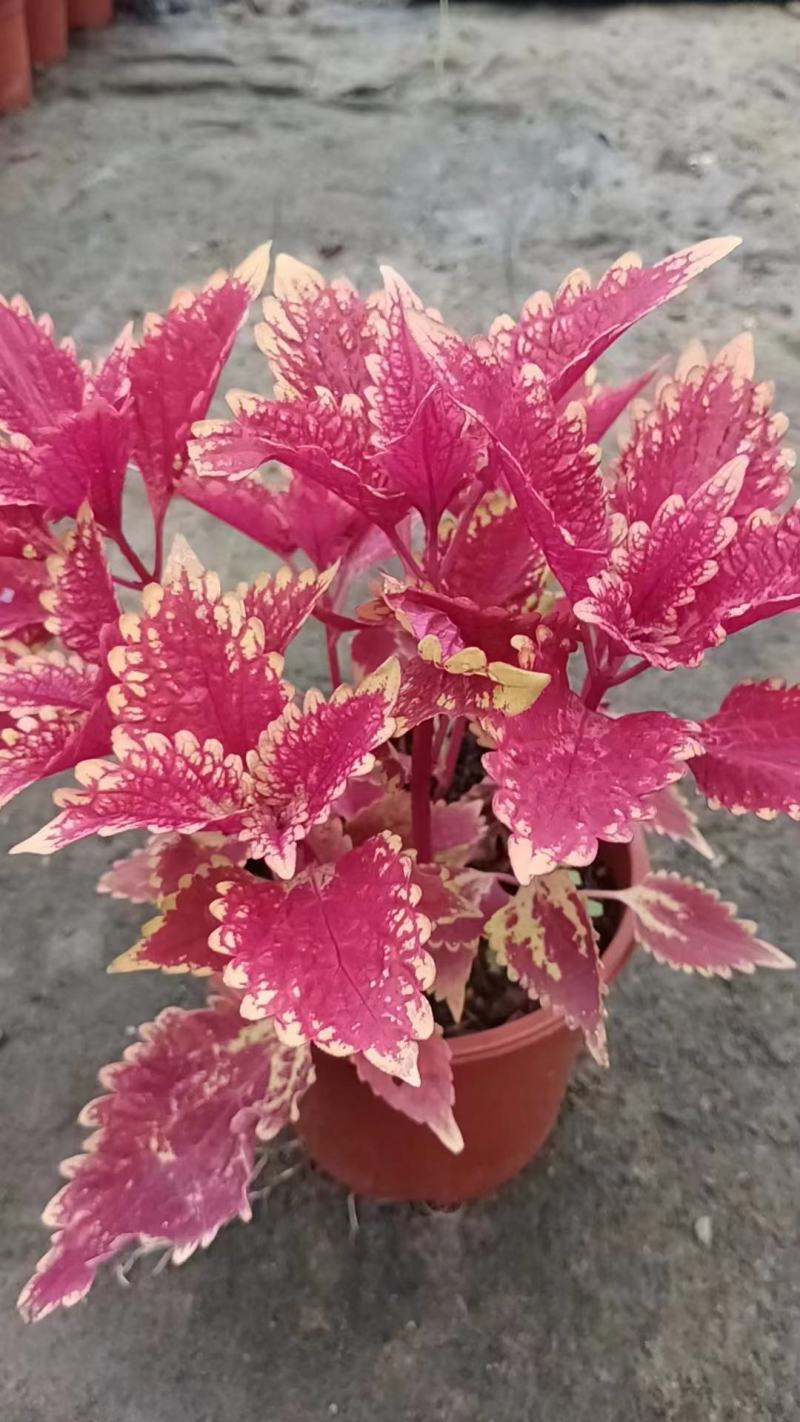 彩叶草