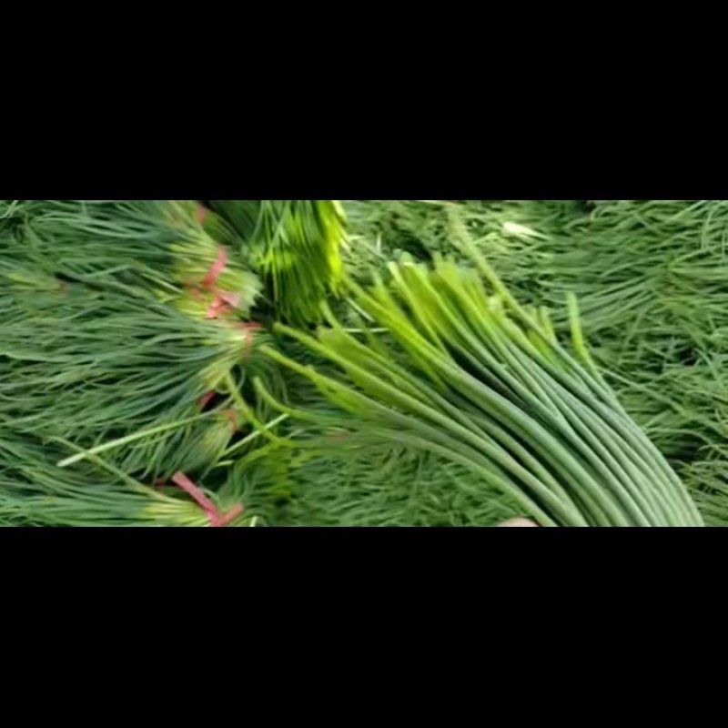精品蒜苔