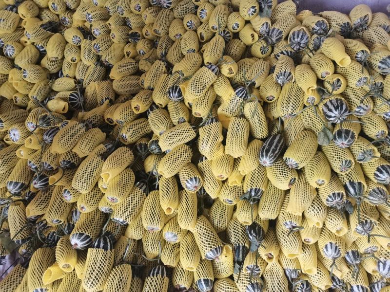 博洋九号博洋九甜瓜电商货市场货