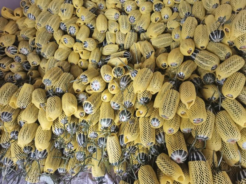 博洋九号博洋九甜瓜电商货市场货