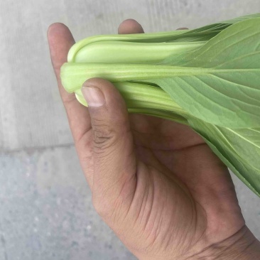 上海青🥬、蔬菜基地直销代办蔬菜品相优良价格优势