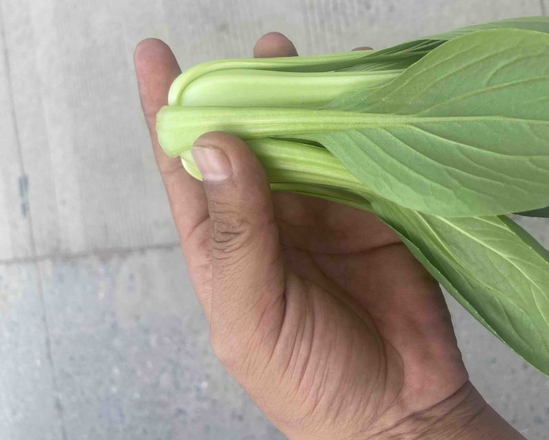 上海青🥬、蔬菜基地直销代办蔬菜品相优良价格优势