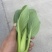 上海青🥬、蔬菜基地直销代办蔬菜品相优良价格优势