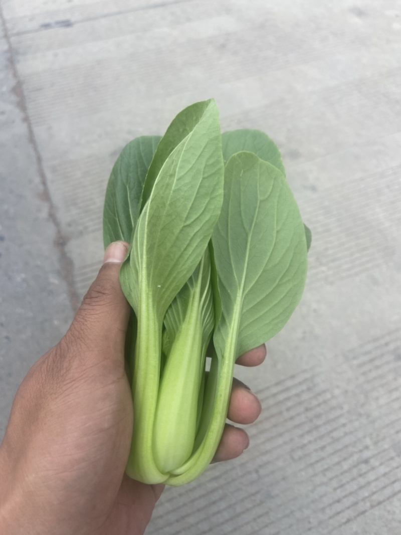 上海青🥬、蔬菜基地直销代办蔬菜品相优良价格优势