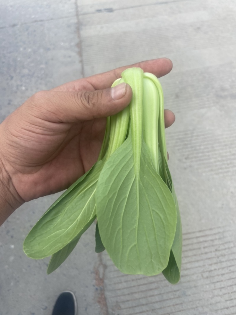 上海青🥬、蔬菜基地直销代办蔬菜品相优良价格优势