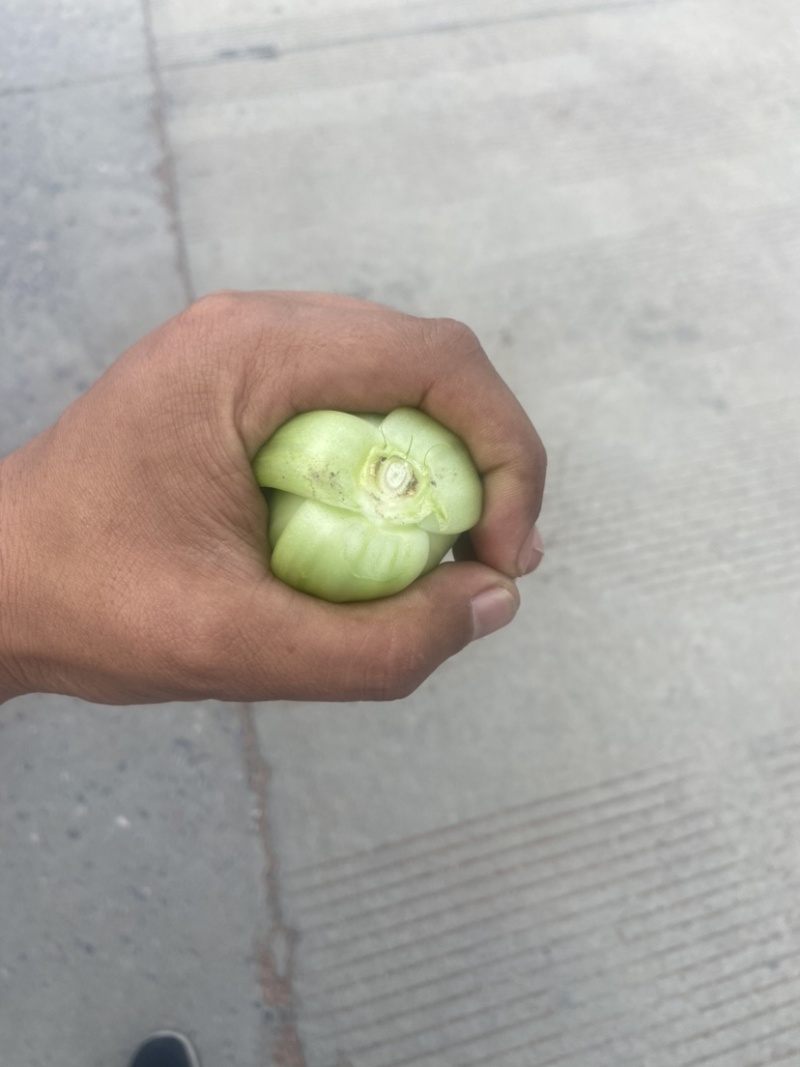 上海青🥬、蔬菜基地直销代办蔬菜品相优良价格优势