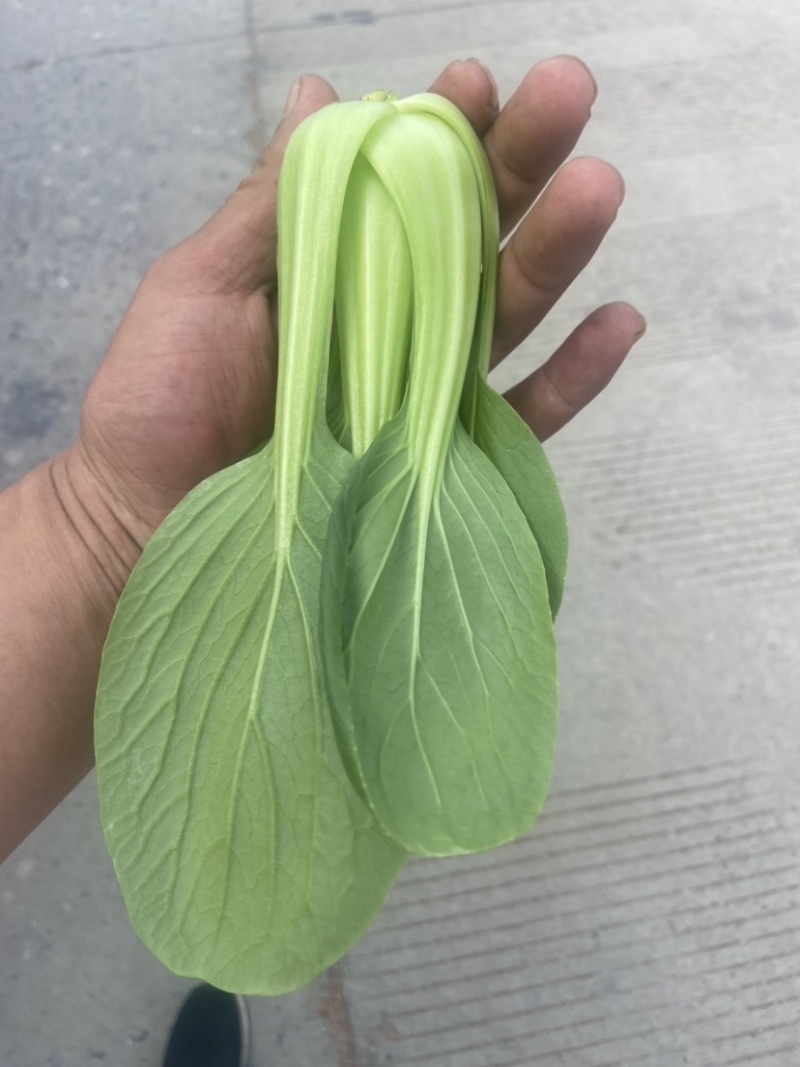 上海青🥬、蔬菜基地直销代办蔬菜品相优良价格优势