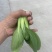 上海青🥬、蔬菜基地直销代办蔬菜品相优良价格优势