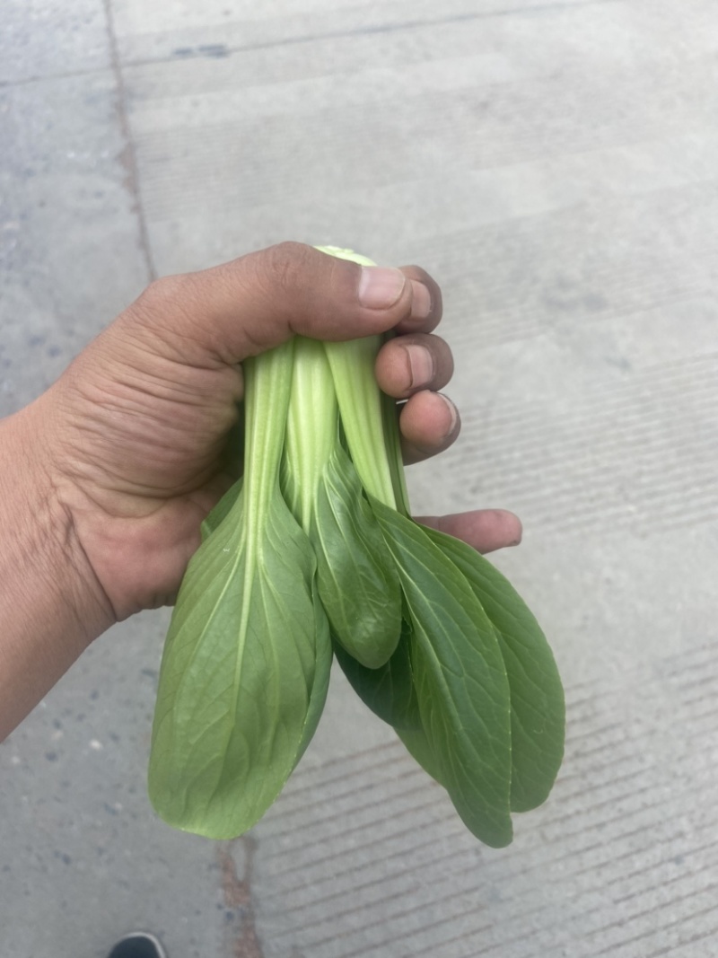 上海青🥬、蔬菜基地直销代办蔬菜品相优良价格优势