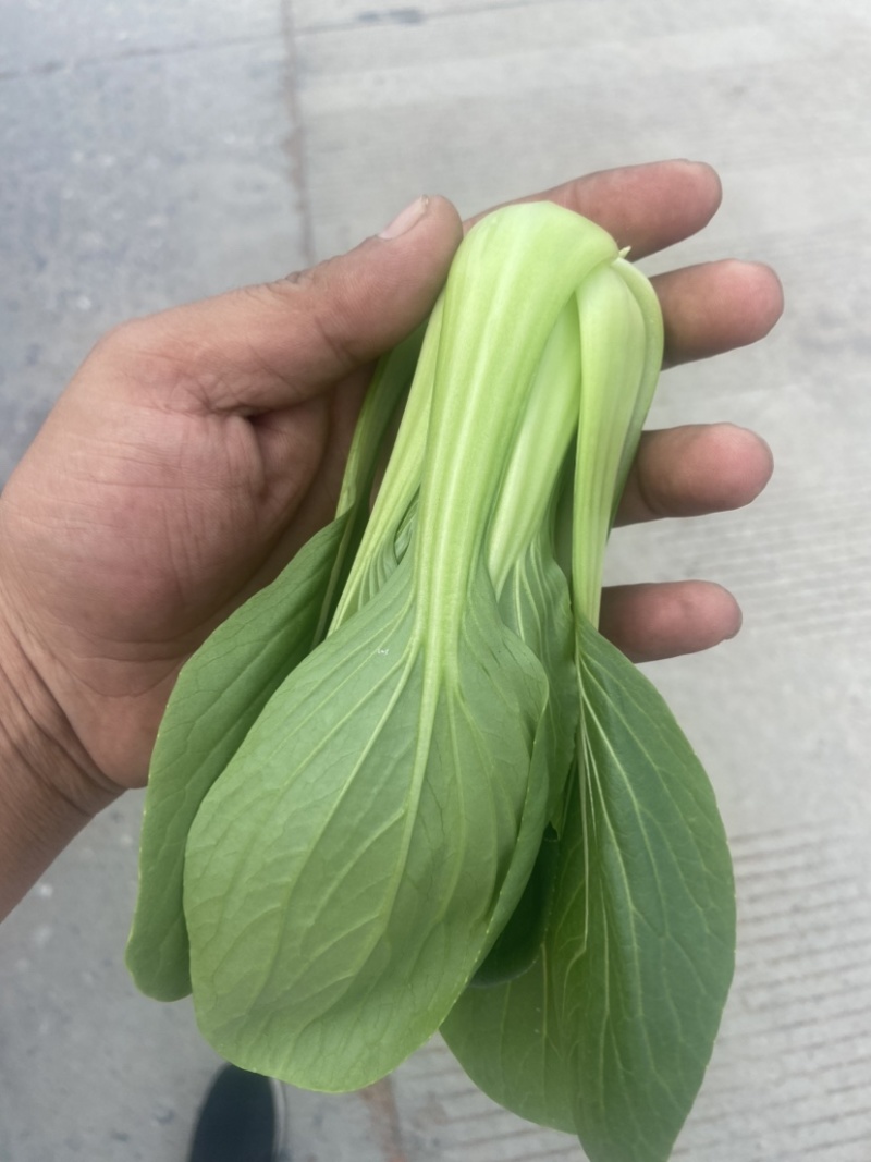 上海青🥬、蔬菜基地直销代办蔬菜品相优良价格优势