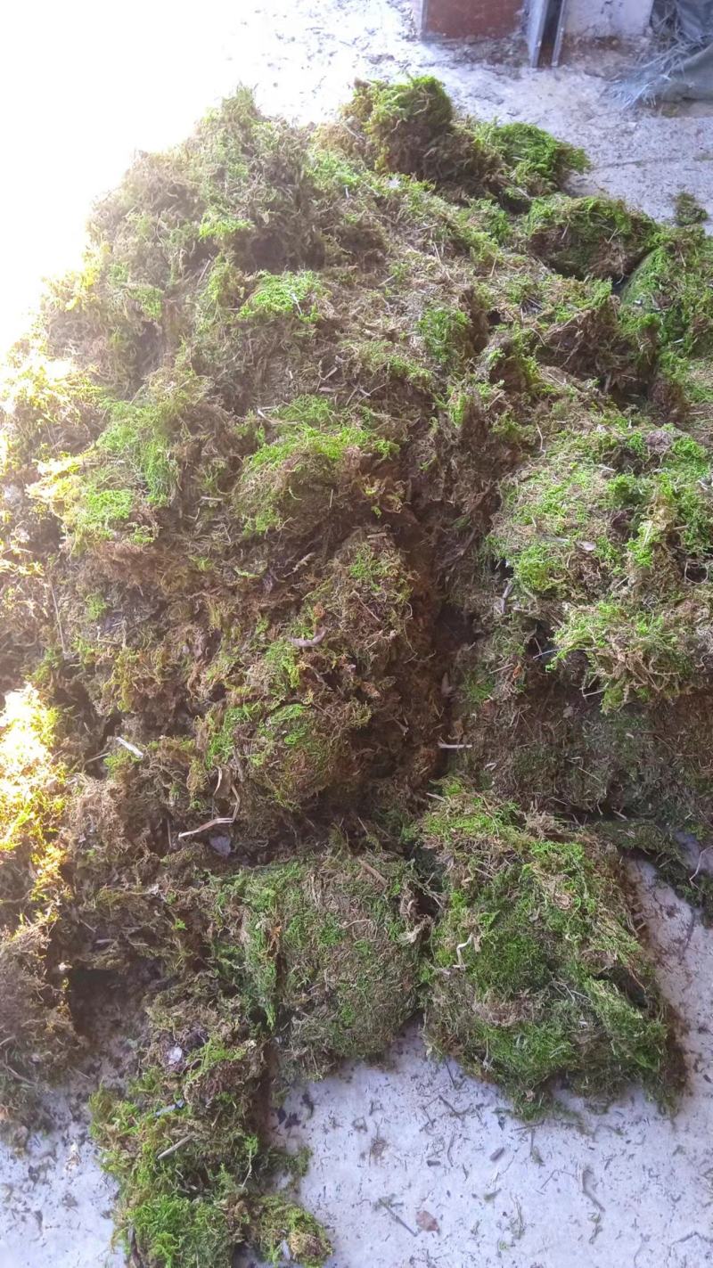 苔藓，干青苔