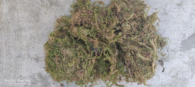 苔藓，干青苔