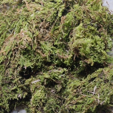 苔藓，干青苔