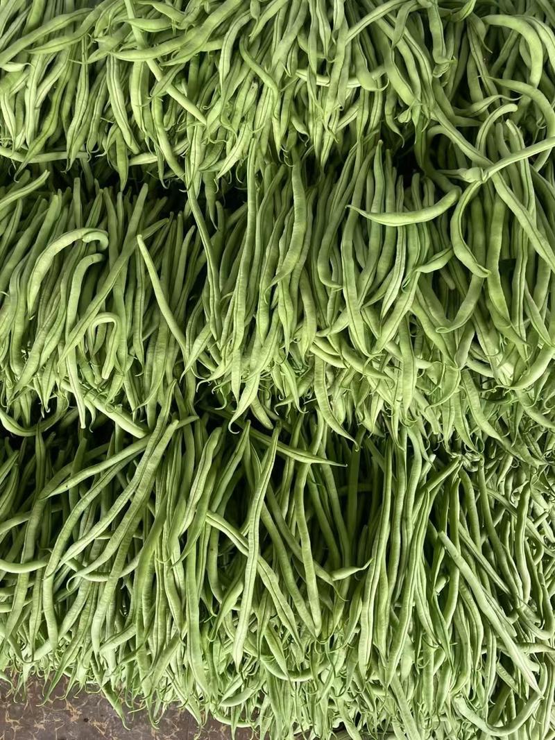 无筋豆种子绿衣仙子泰国红顺直无筋豆耐低温结荚密品质好
