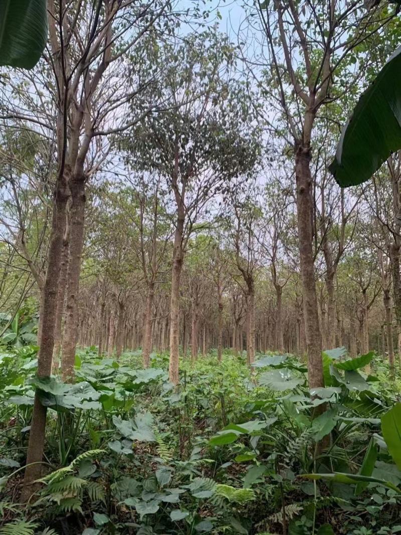 广东秋枫地苗基地大量供应规格齐全欢迎采购