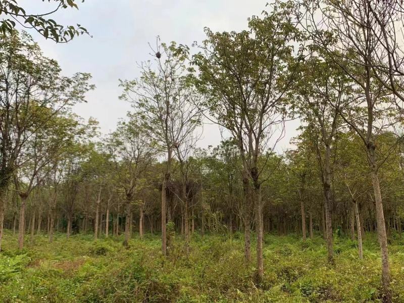 广东秋枫地苗基地大量供应规格齐全欢迎采购