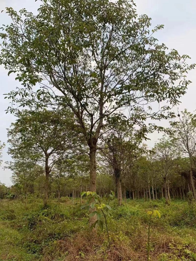 广东秋枫地苗基地大量供应规格齐全欢迎采购