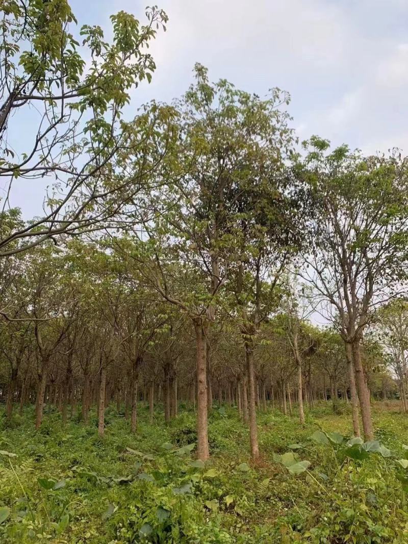 广东秋枫地苗基地大量供应规格齐全欢迎采购