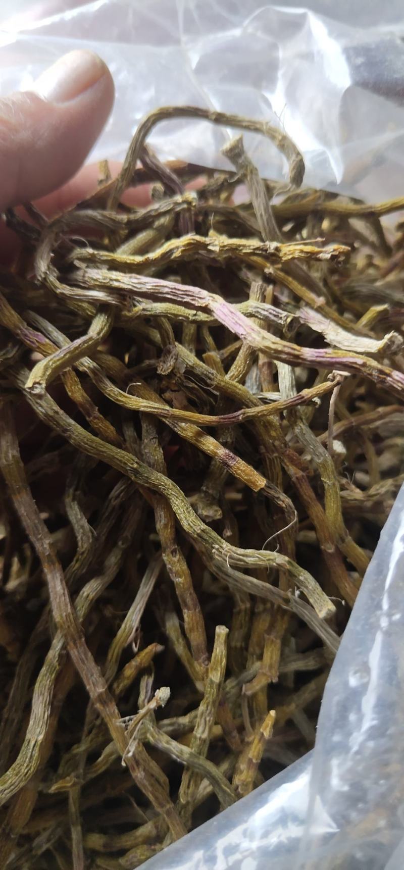 铁皮石斛
