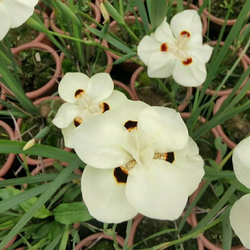 2305花圃供应非洲双色野鸢尾盆栽离被鸢尾