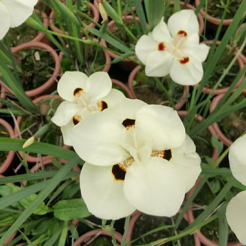 2305花圃供应非洲双色野鸢尾盆栽离被鸢尾
